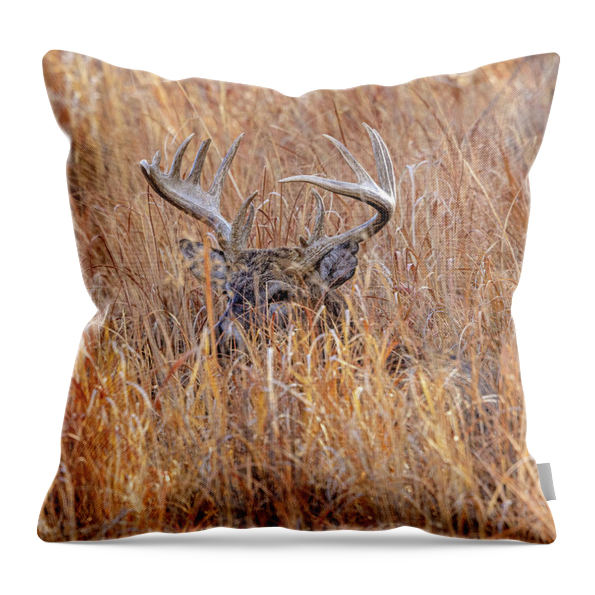 Deer Throw Pillow featuring the photograph Keeping and Eye On You by D Robert Franz