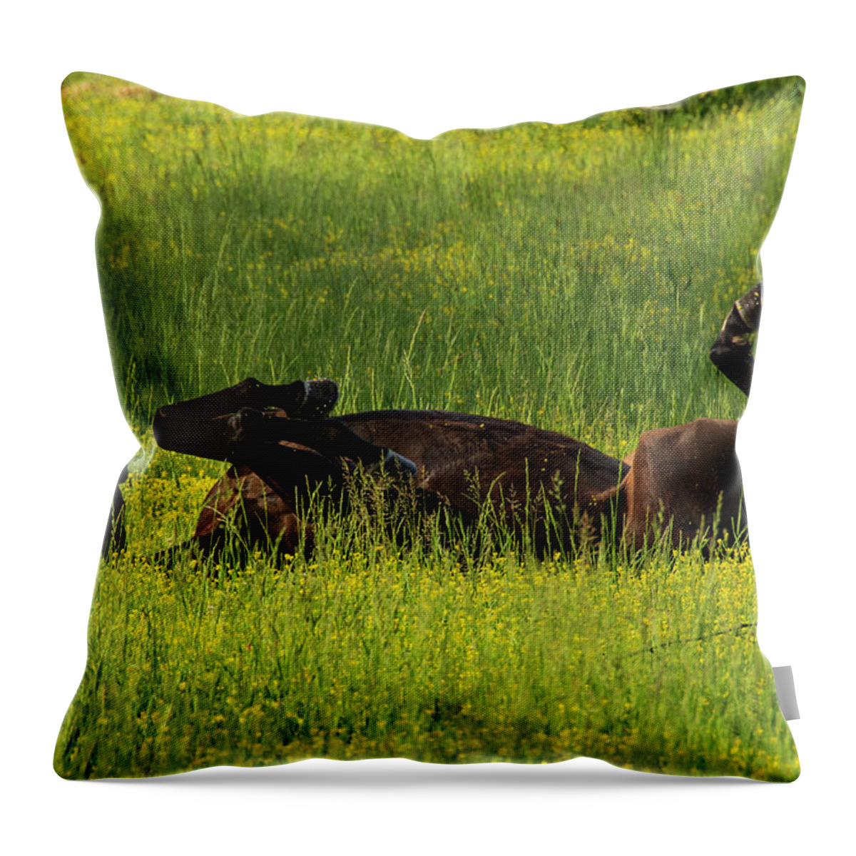 Great Smoky Mountains National Park Throw Pillow featuring the photograph Kick Up Your Feet by Melissa Southern