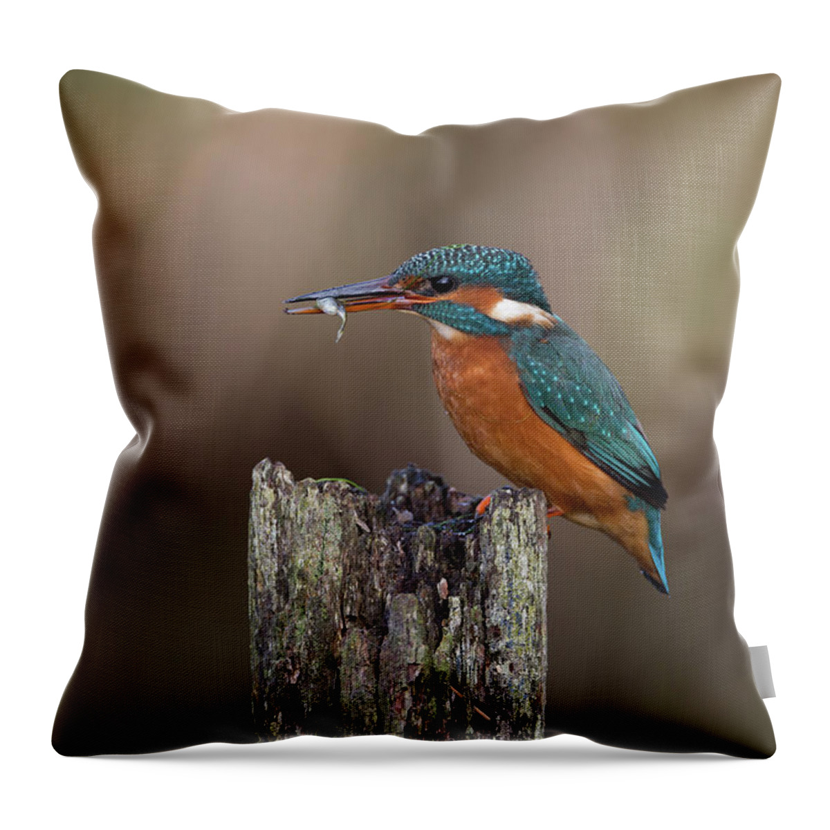 Kingfisher Throw Pillow featuring the photograph Kingfisher With Fish by Pete Walkden