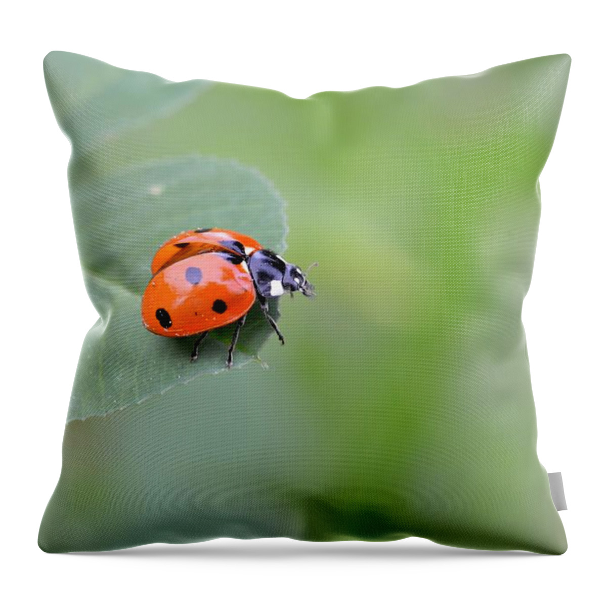 Lady Bug Throw Pillow featuring the photograph Lady Bug 2 by Amy Fose