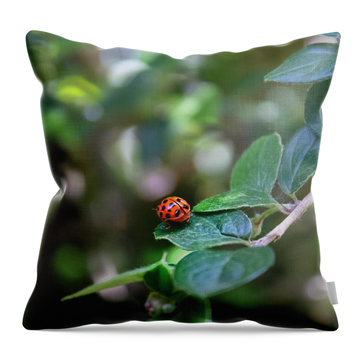 Ladybug Throw Pillow featuring the photograph Ladybug by MPhotographer