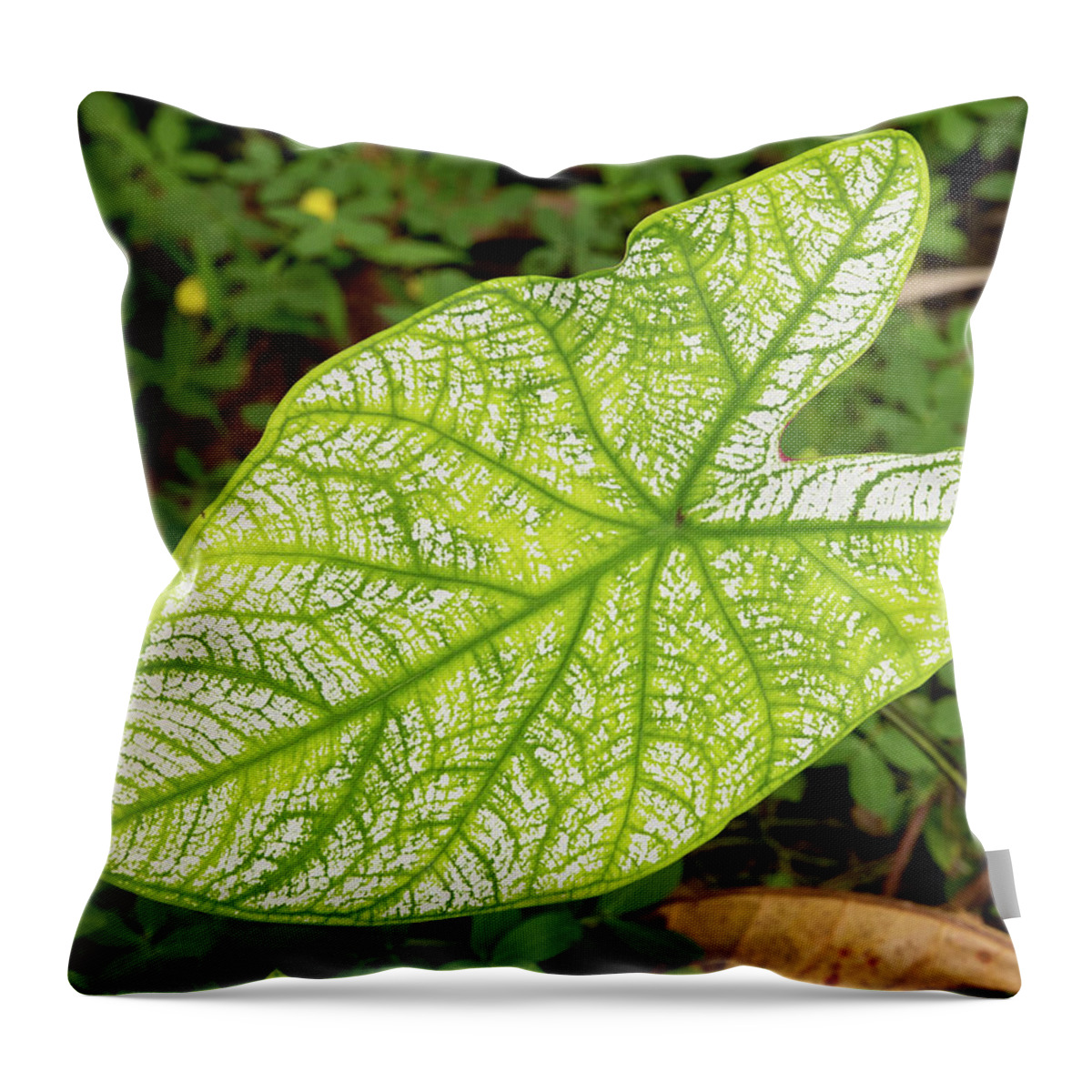 Dakak Philippines Throw Pillow featuring the photograph Large Caladium Leaf by David Desautel