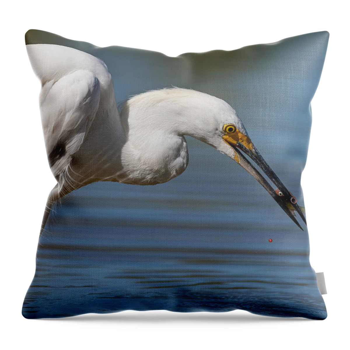 Snowy Egret Throw Pillow featuring the photograph Last Drop of Life. by Paul Martin