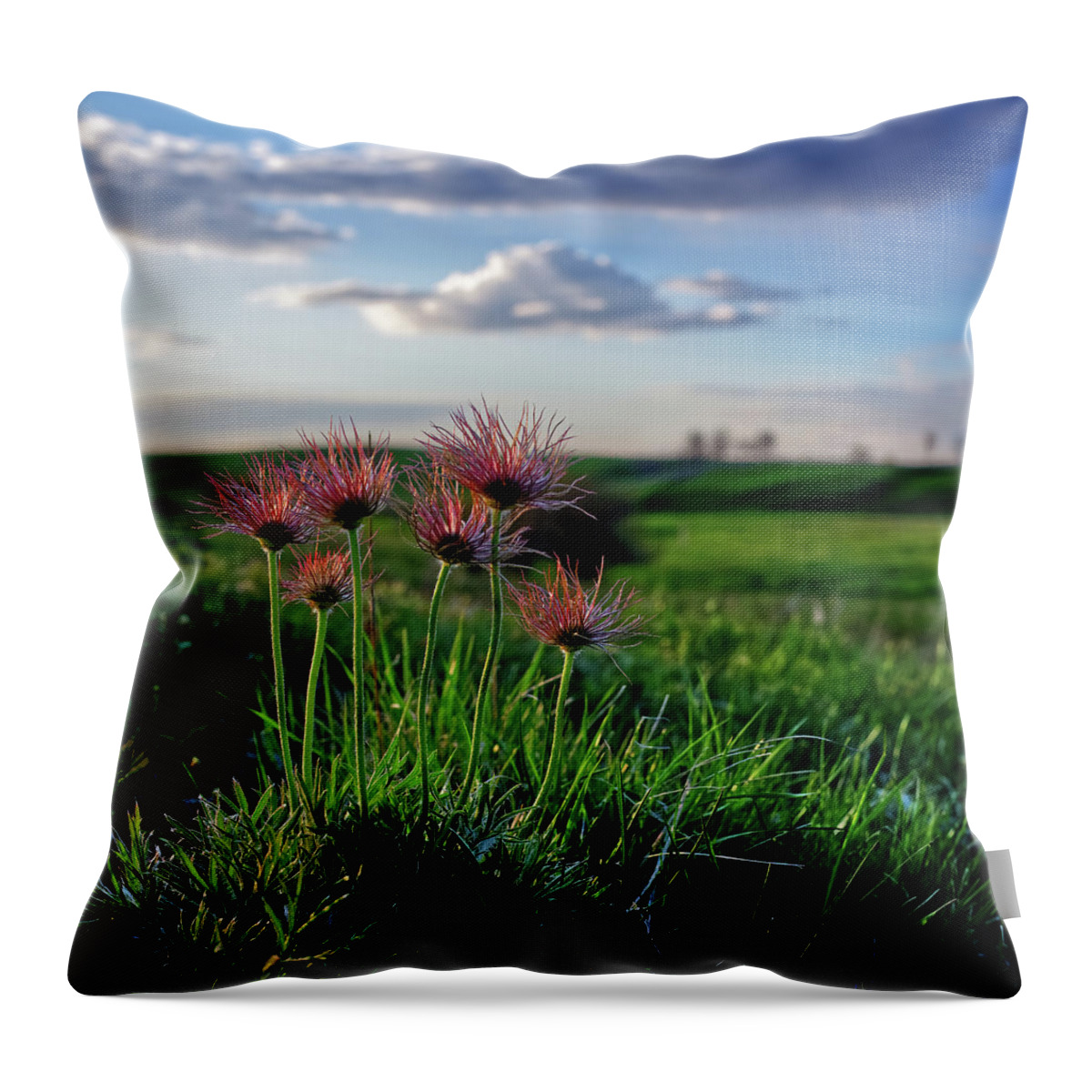 Prairie Crocus Throw Pillow featuring the photograph Late Bloomers - 1 of 2 - Prairie Crocus on coulee pasture hilltop after blooming by Peter Herman