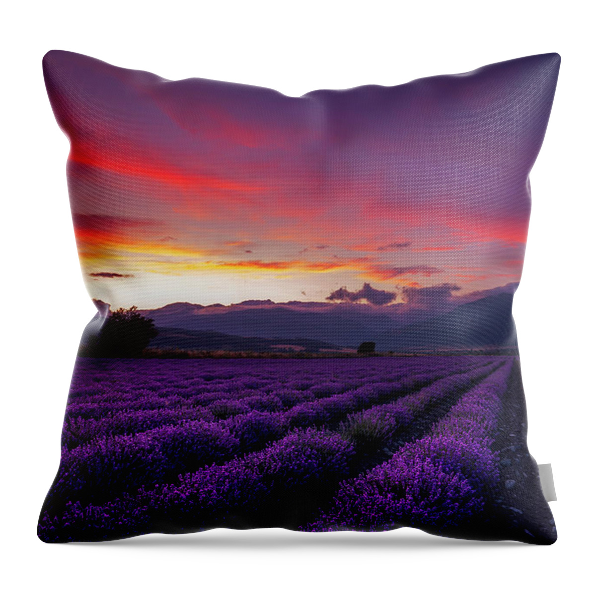 Dusk Throw Pillow featuring the photograph Lavender Season by Evgeni Dinev