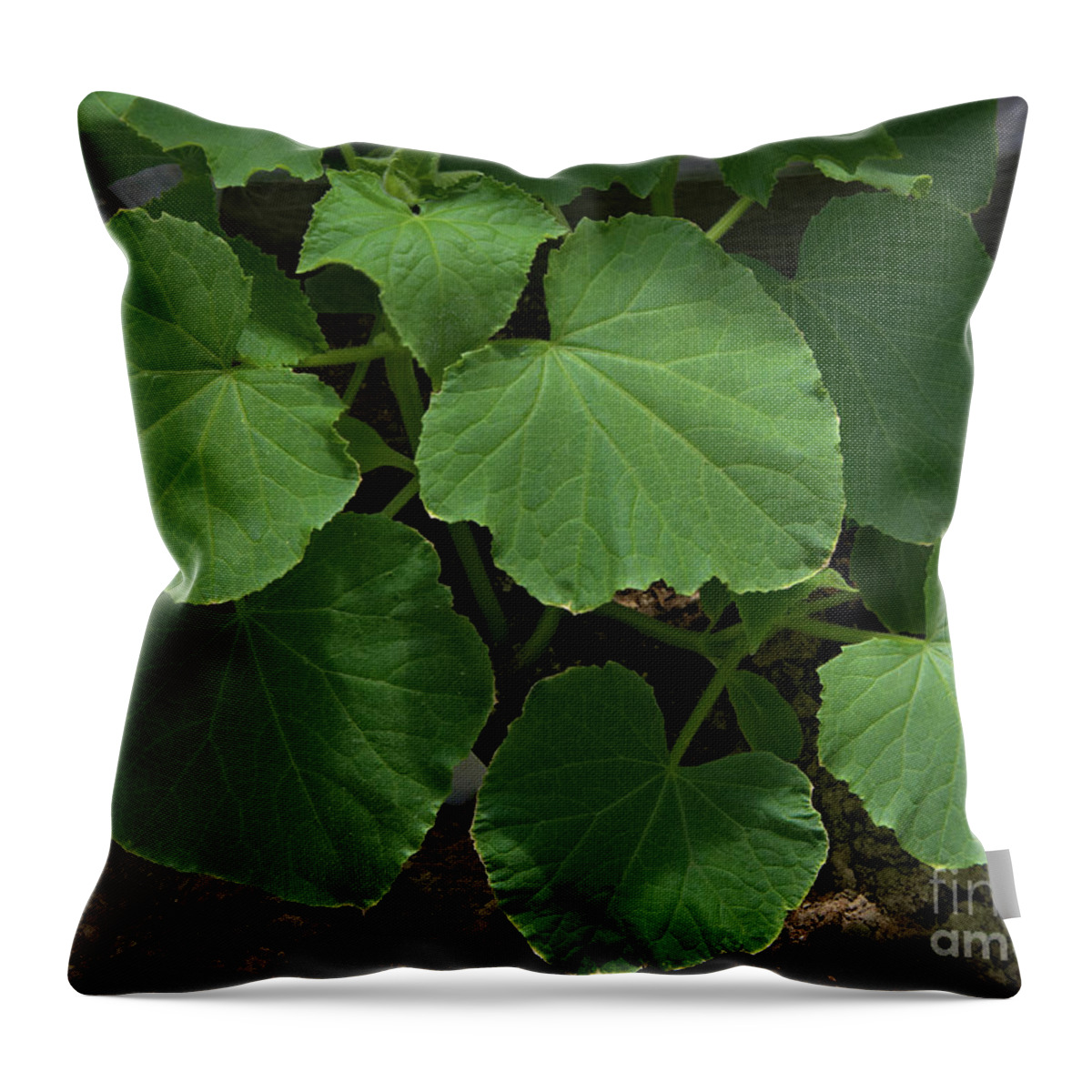 Leaf Throw Pillow featuring the photograph Leaf Pattern and Texture by Kae Cheatham