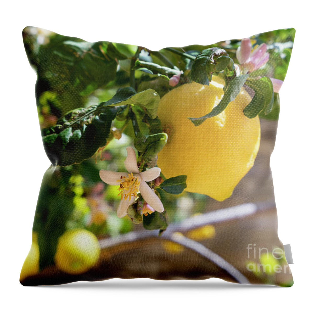 Lemon Tree Throw Pillow featuring the photograph Lemon blossoms and lovely lemon in the Mediterranean garden by Adriana Mueller