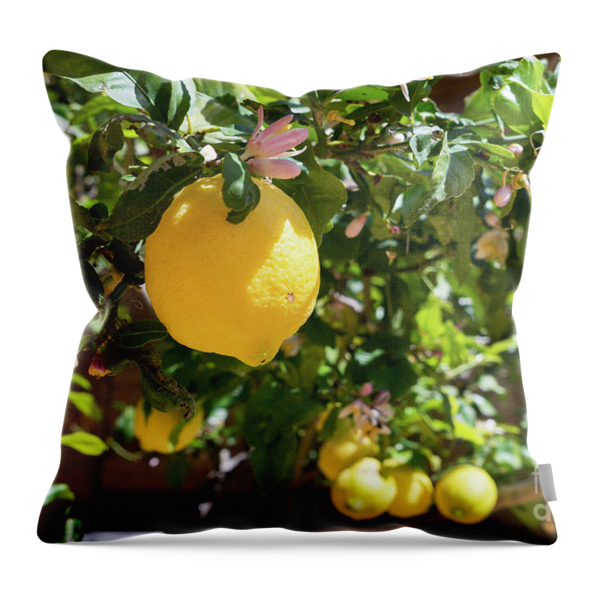Lemon Tree Throw Pillow featuring the photograph Blooming lemon tree in the Mediterranean garden by Adriana Mueller