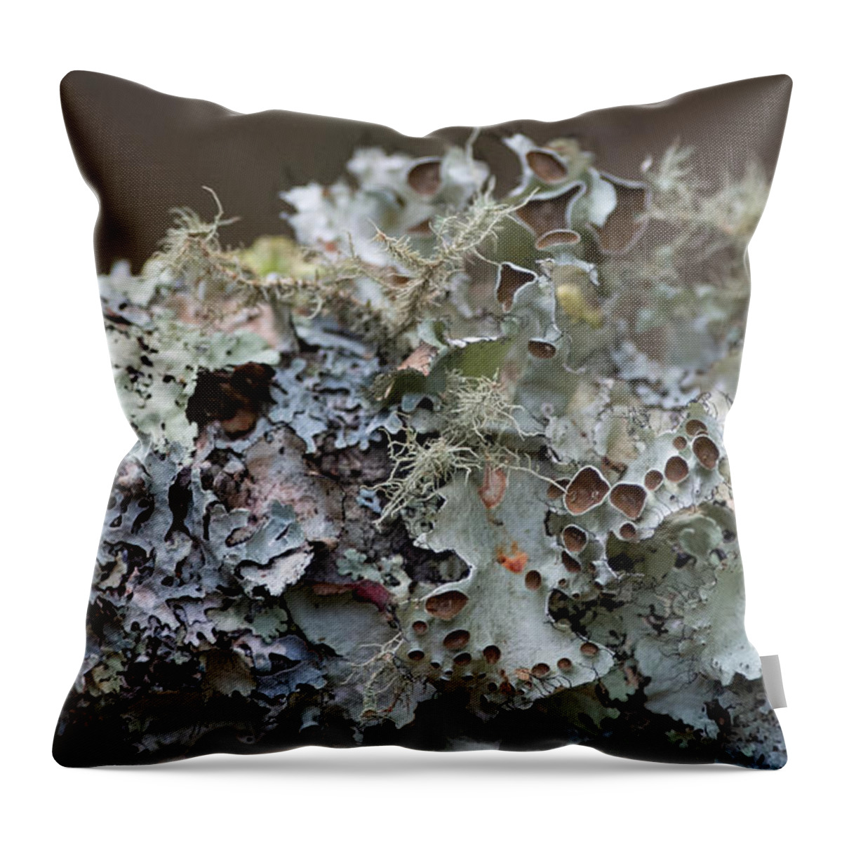 Lichen Throw Pillow featuring the photograph Lichen Sampler by Linda Bonaccorsi
