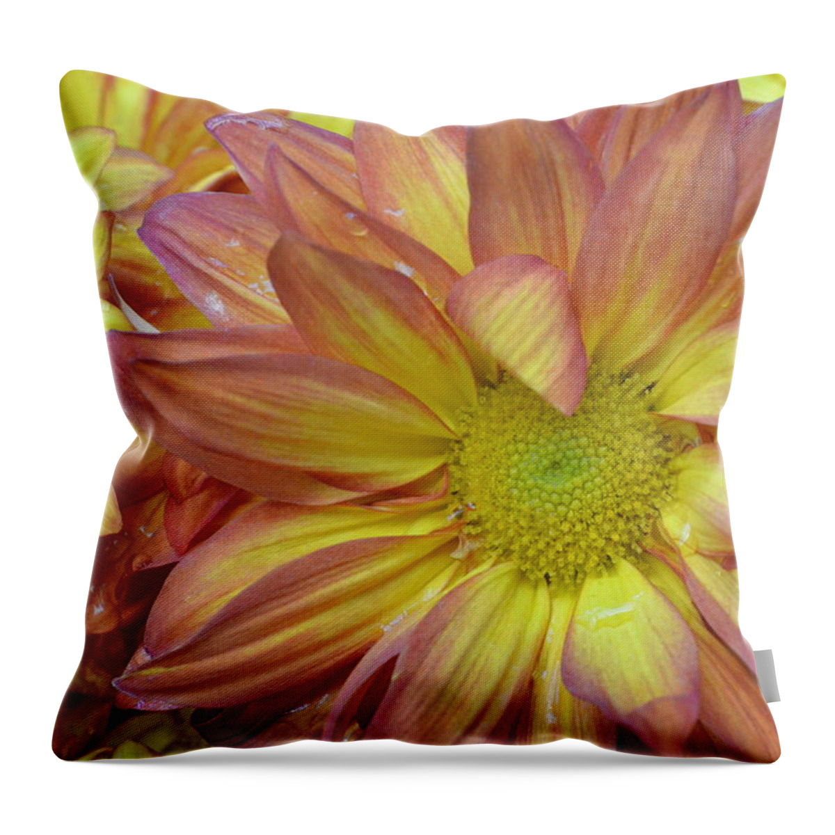 Daisy Throw Pillow featuring the photograph Light Pink and Yellow Daisies 1 by Amy Fose