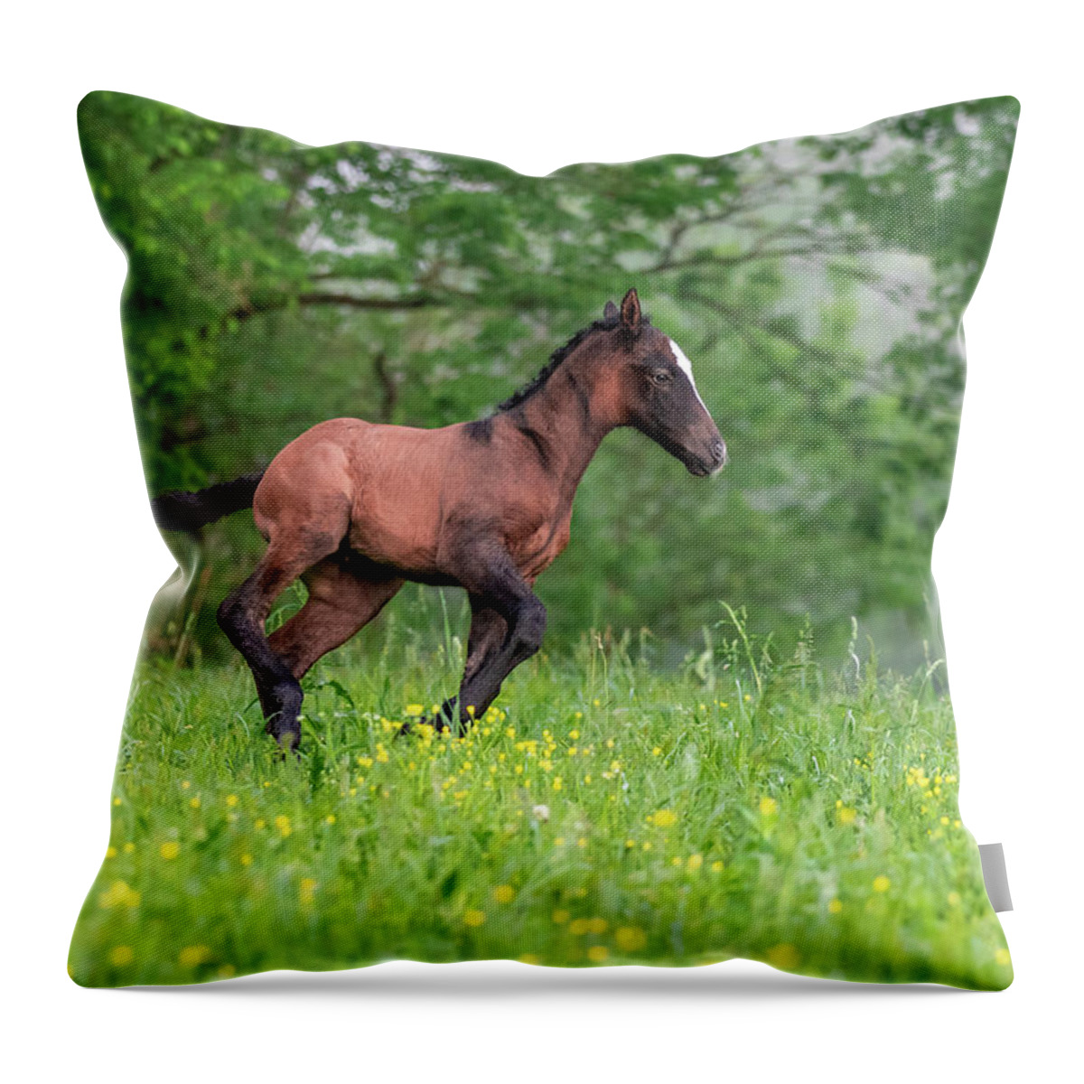 Horse Throw Pillow featuring the photograph Lil Ombre by Holly Ross
