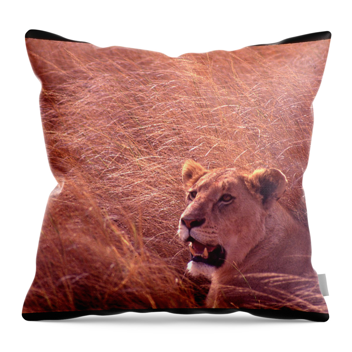 Africa Throw Pillow featuring the photograph Lioness in Tall Grass by Russ Considine