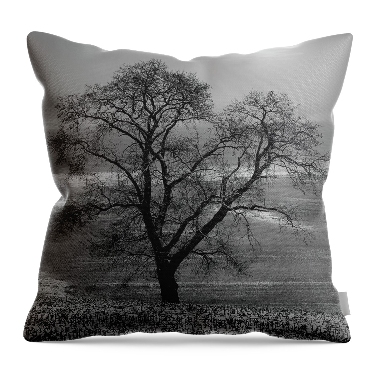  Throw Pillow featuring the photograph Lone Oak in Winter Corn Field - Tompkins Center, Michigan USA - by Edward Shotwell