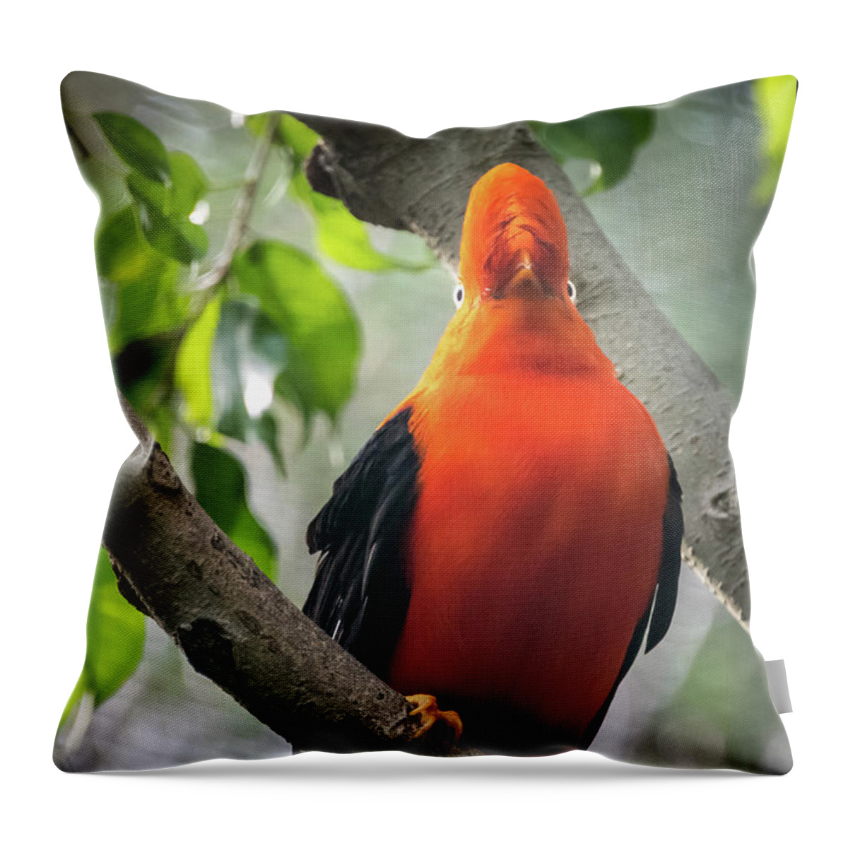 Andean Cock-in-the-rock Throw Pillow featuring the photograph Looking on Both Sides Simultaneously by David Levin