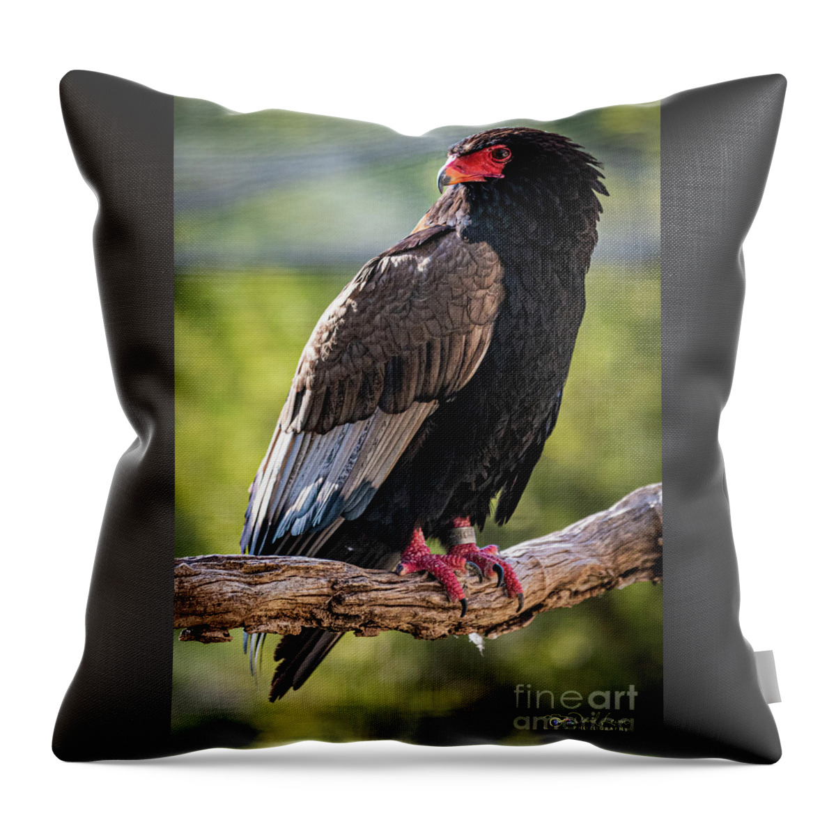 Bird Throw Pillow featuring the photograph Looking Over My Shoulder by David Levin