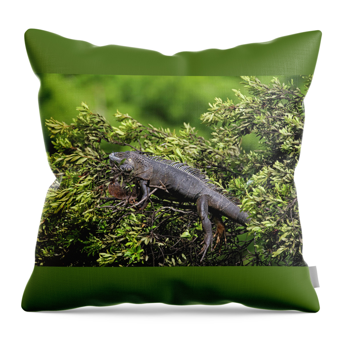 Florida Throw Pillow featuring the photograph Lounging Lizard by Jennifer Robin