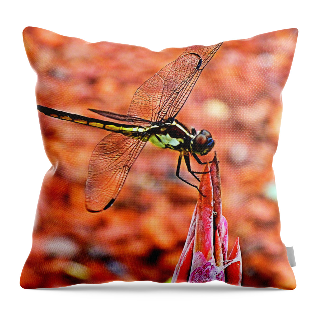 Dragonfly Throw Pillow featuring the photograph Lovely Dragonfly by Bill Barber