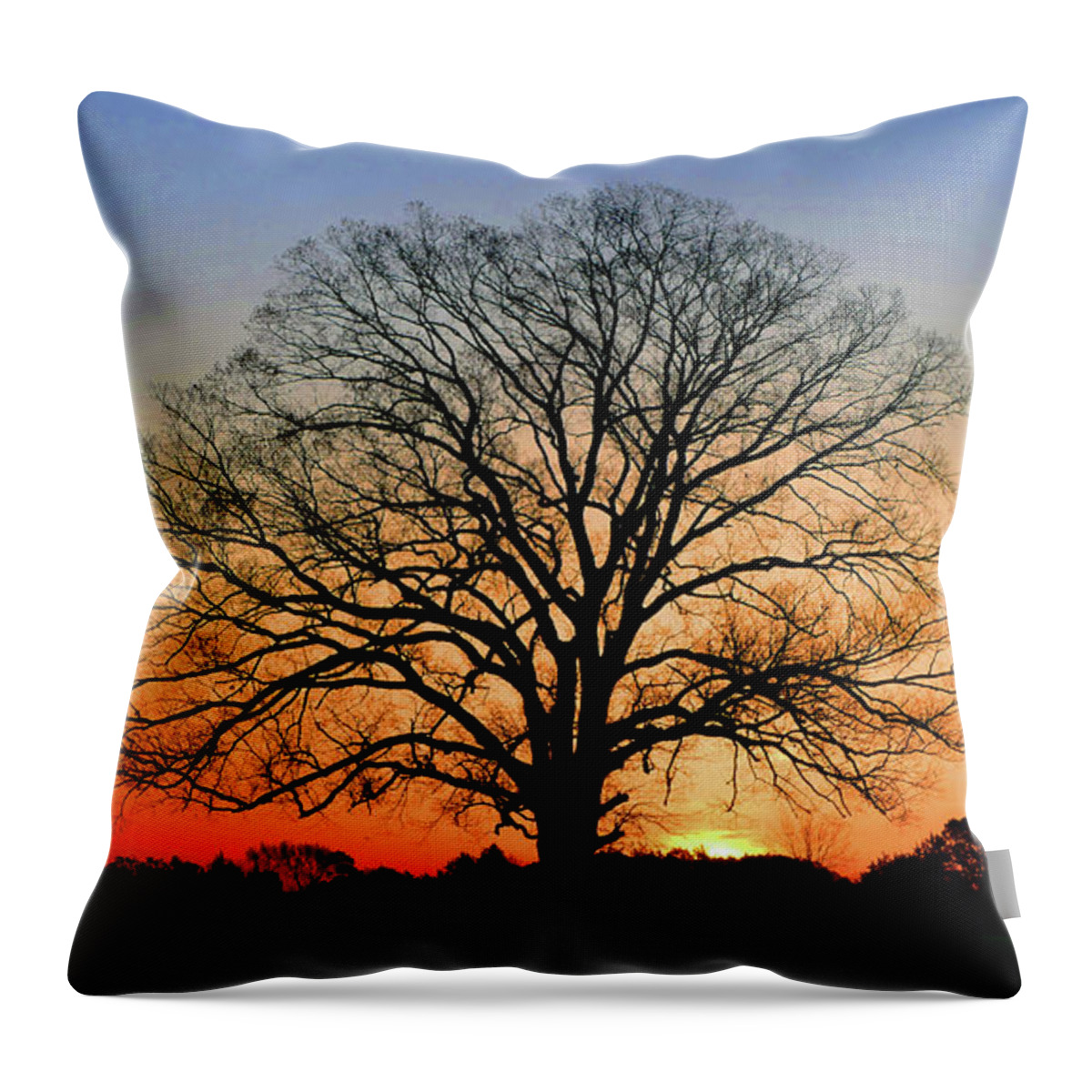 https://render.fineartamerica.com/images/rendered/default/throw-pillow/images/artworkimages/medium/3/lukes-oak-at-sunrise-brian-hare.jpg?&targetx=-186&targety=0&imagewidth=851&imageheight=479&modelwidth=479&modelheight=479&backgroundcolor=120F09&orientation=0&producttype=throwpillow-14-14