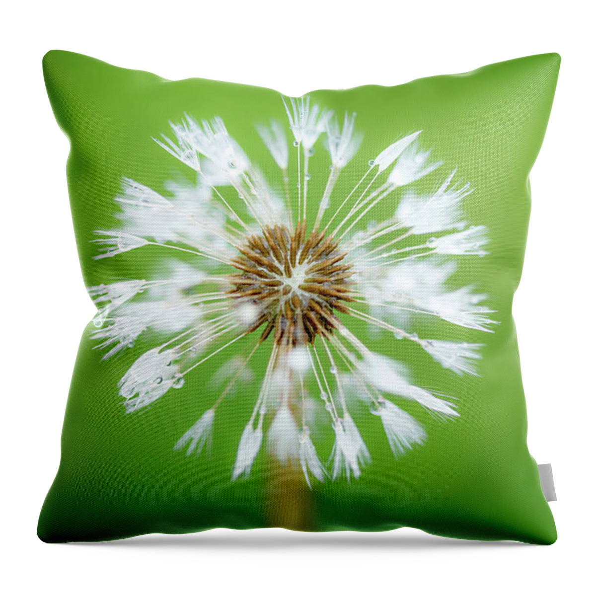 Abstract Throw Pillow featuring the photograph Make A Wish - on Green by Anita Nicholson