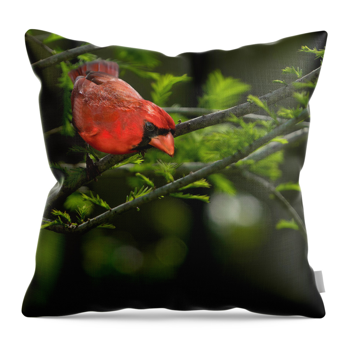 Birds Throw Pillow featuring the photograph Male Cardinal by Larry Marshall