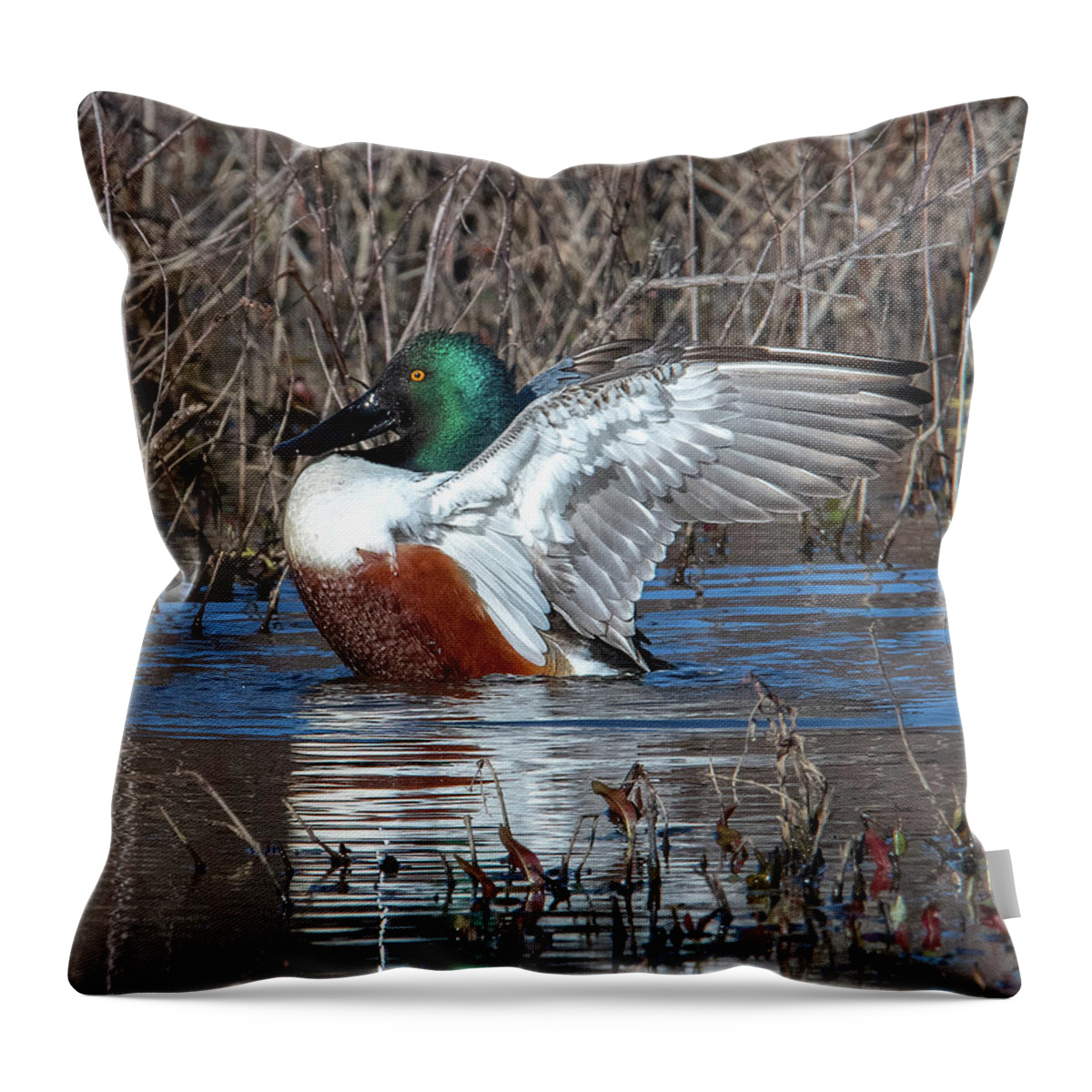 Nature Throw Pillow featuring the photograph Male Northern Shoveler Drying off after Bathing DWF0236 by Gerry Gantt