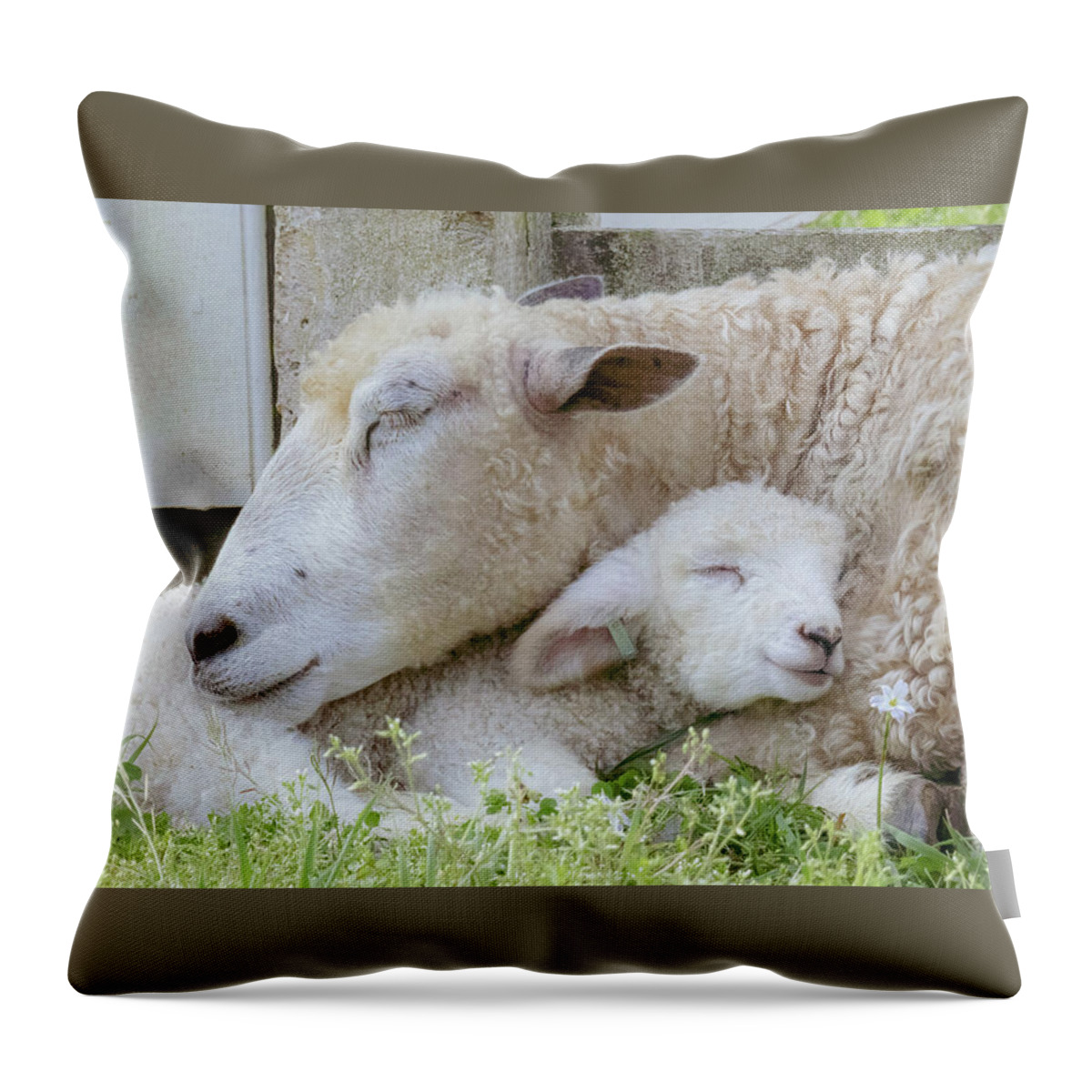 Lamb Throw Pillow featuring the photograph Mama's Lamb by Rachel Morrison