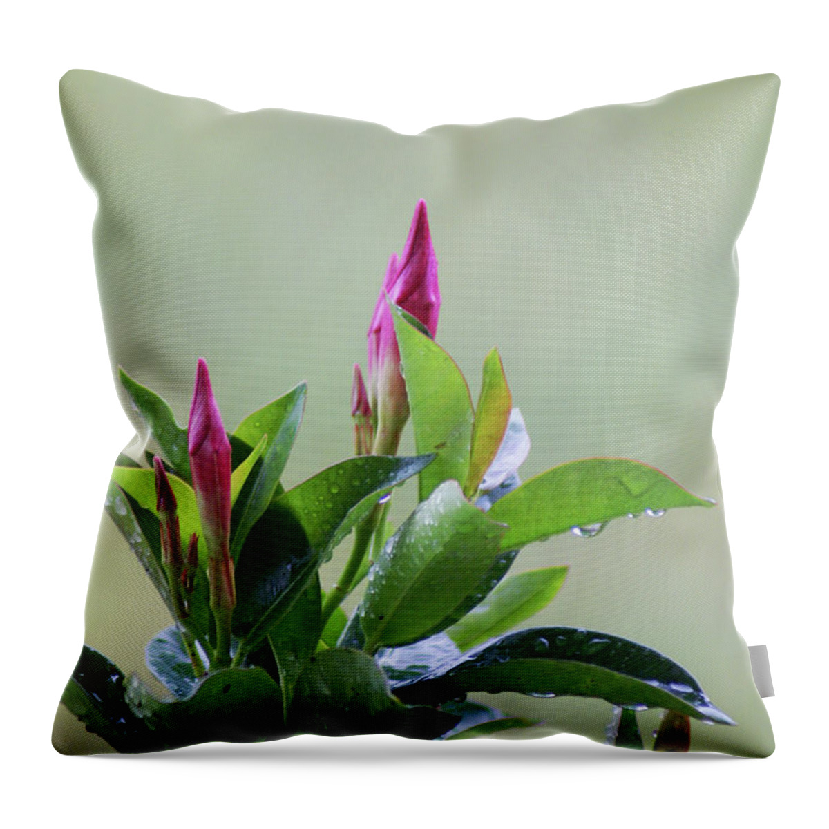  Throw Pillow featuring the photograph Mandevilla Drops by Heather E Harman