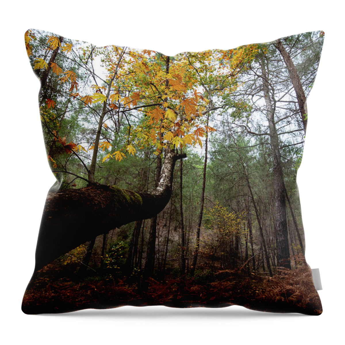 Autumn Throw Pillow featuring the photograph Maple tree with yellow leaves in autumn in a forest . Troodos Cyprus by Michalakis Ppalis
