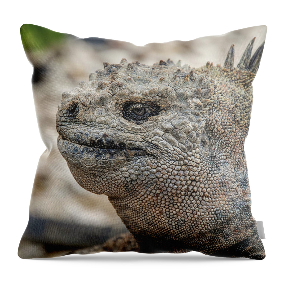 Ecuador Throw Pillow featuring the photograph Marine Iguana close-up by Henri Leduc