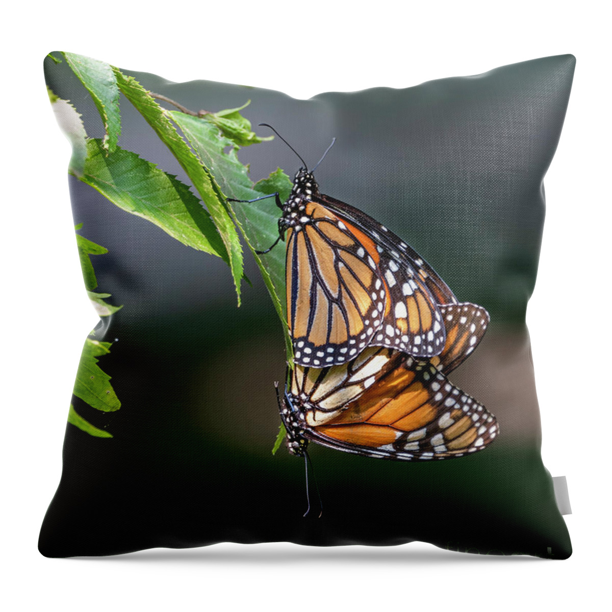 Monarch Butterfly Throw Pillow featuring the photograph Mating Monarchs by Sandra Rust