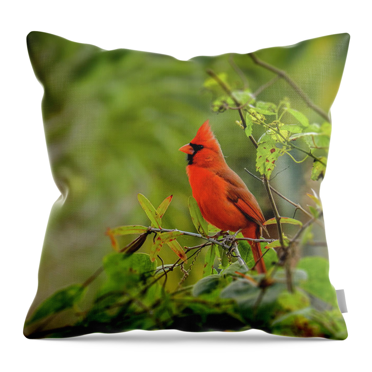 Northern Cardinal Throw Pillow featuring the photograph Messenger of Love by Laura Putman