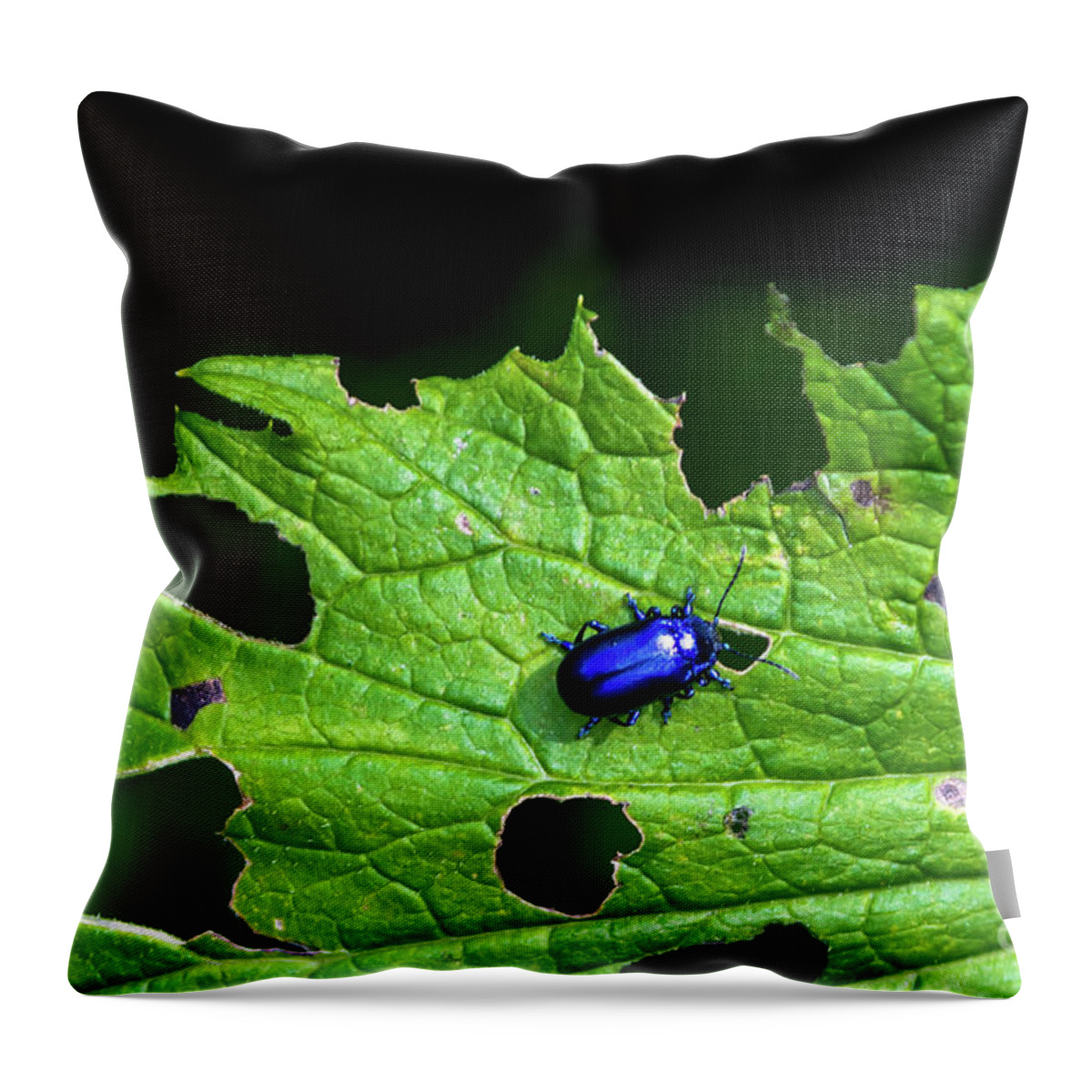 Agriculture Throw Pillow featuring the photograph Metallic Blue Leaf Beetle On Green Leaf With Holes by Andreas Berthold