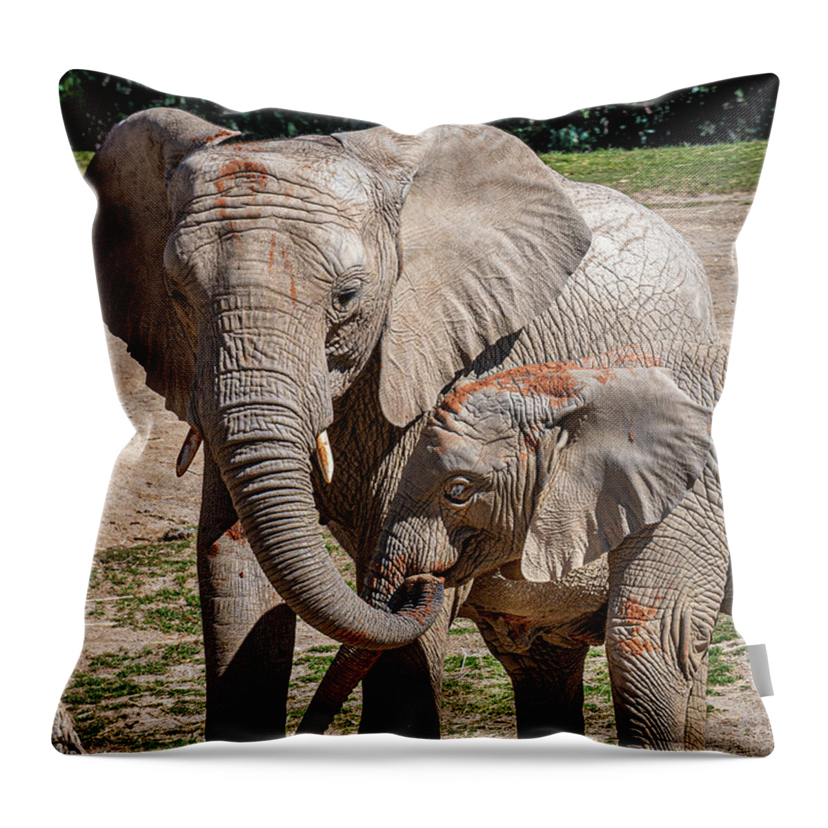 Animals Throw Pillow featuring the photograph Mother and Daughter Lunch by David Levin