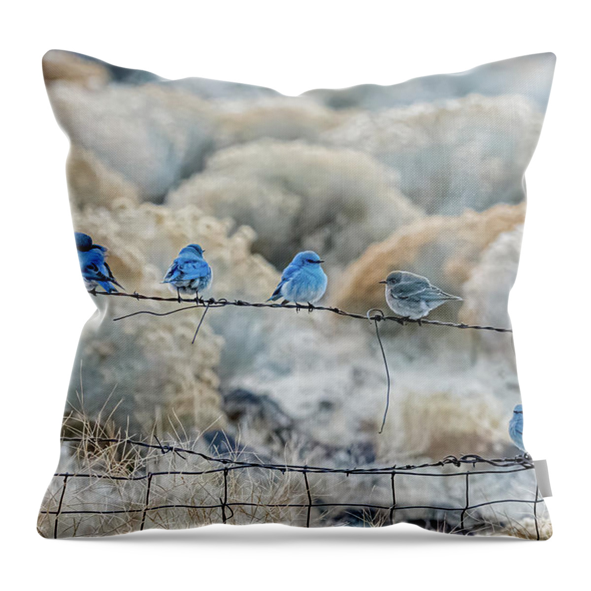 Mountain Bluebird Throw Pillow featuring the photograph Mountain Bluebirds 6 by Rick Mosher
