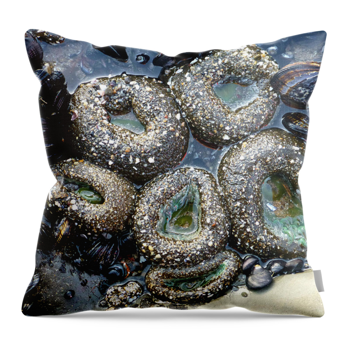 https://render.fineartamerica.com/images/rendered/default/throw-pillow/images/artworkimages/medium/3/mussels-and-sean-anemones-amelia-racca.jpg?&targetx=-79&targety=0&imagewidth=638&imageheight=479&modelwidth=479&modelheight=479&backgroundcolor=646867&orientation=0&producttype=throwpillow-14-14