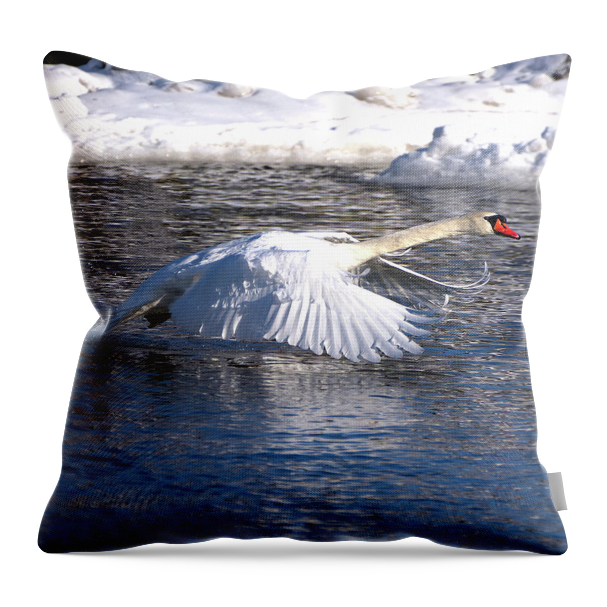 Mute Throw Pillow featuring the photograph Mute Swan Wings Forward by Flinn Hackett