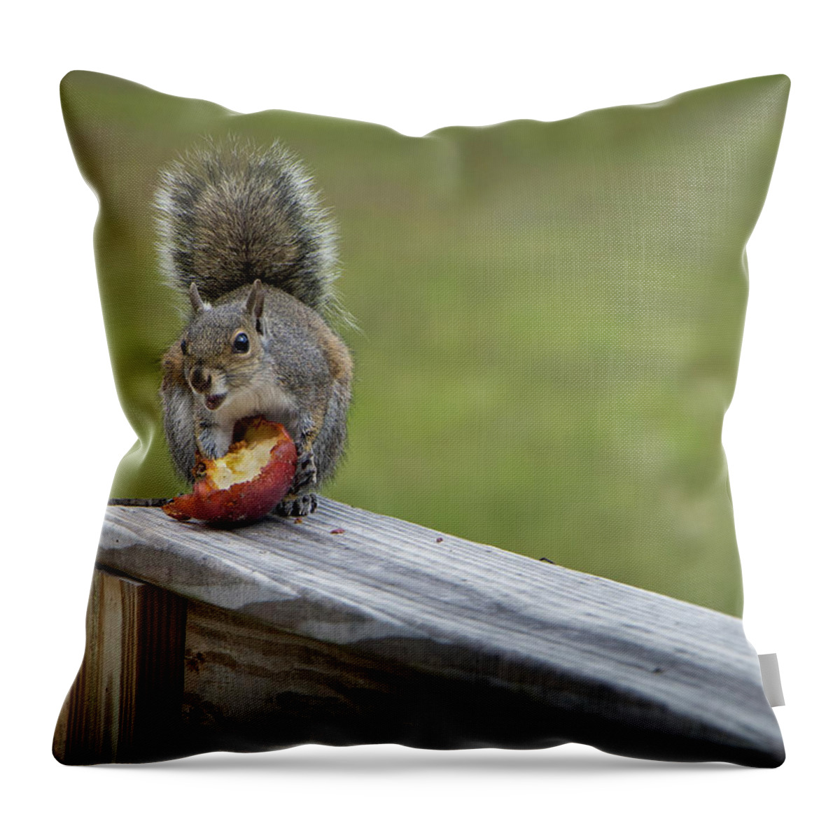 Squirrel Throw Pillow featuring the photograph My Apple by M Kathleen Warren