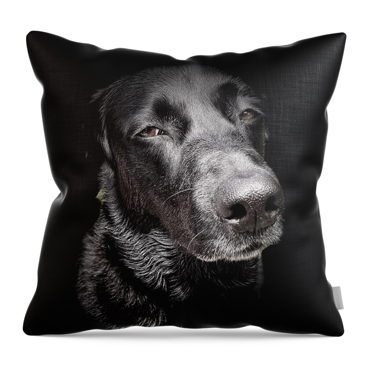 Dog Throw Pillow featuring the photograph My Dog Darby by David Letts
