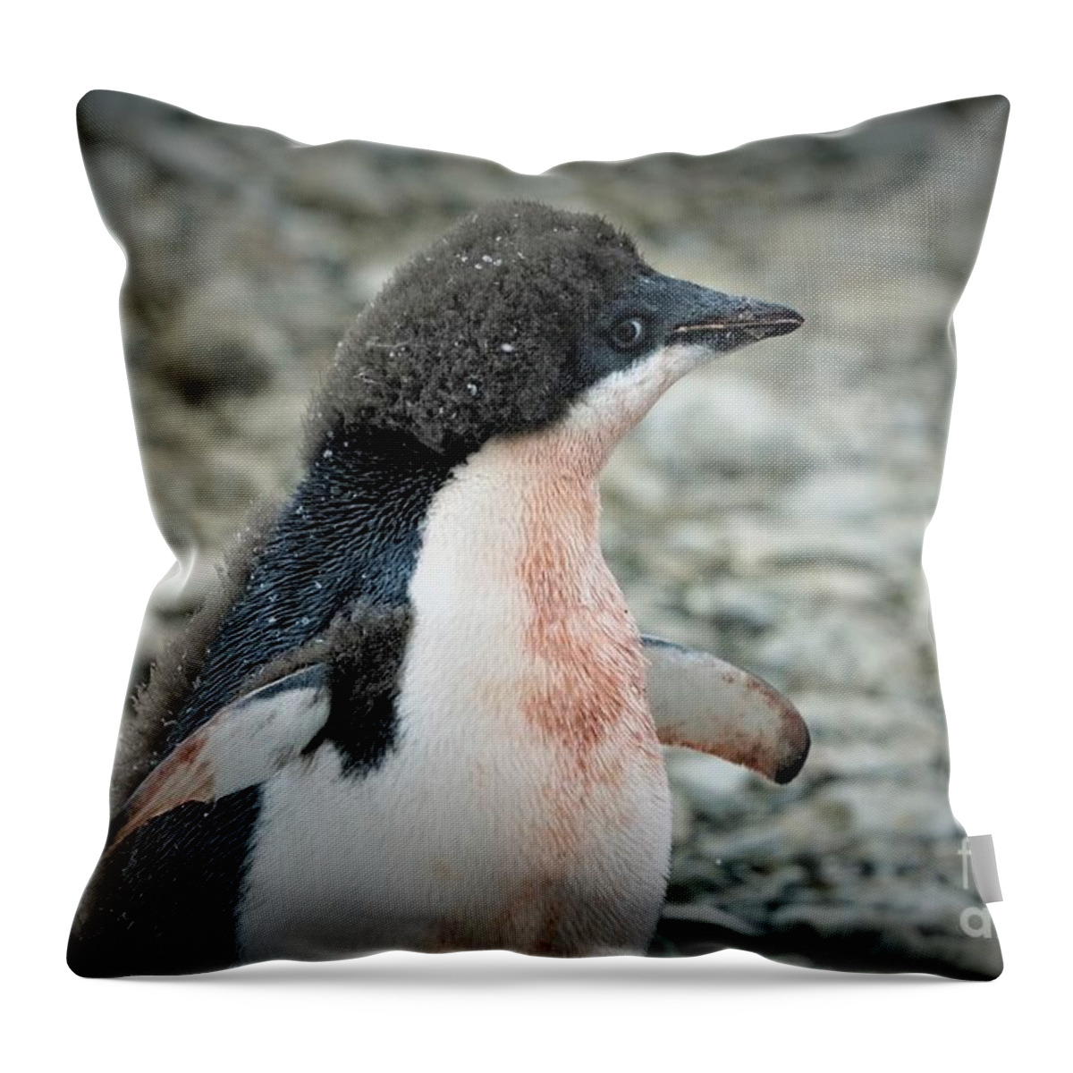 Adelie Penquin Antarctica Throw Pillow featuring the photograph New Adelie by Darcy Dietrich