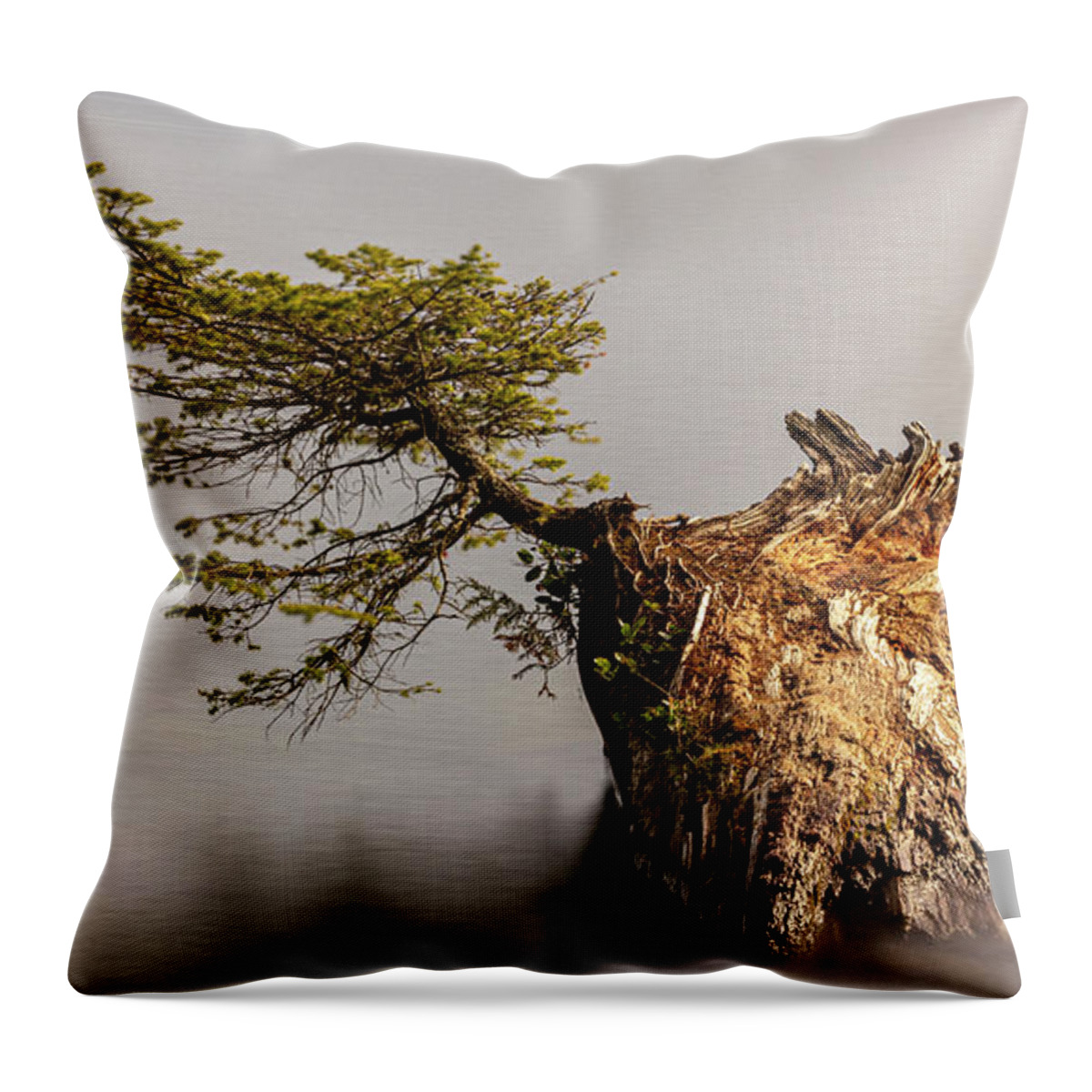 Landscape Throw Pillow featuring the photograph New Growth From Fallen Tree by Tony Locke