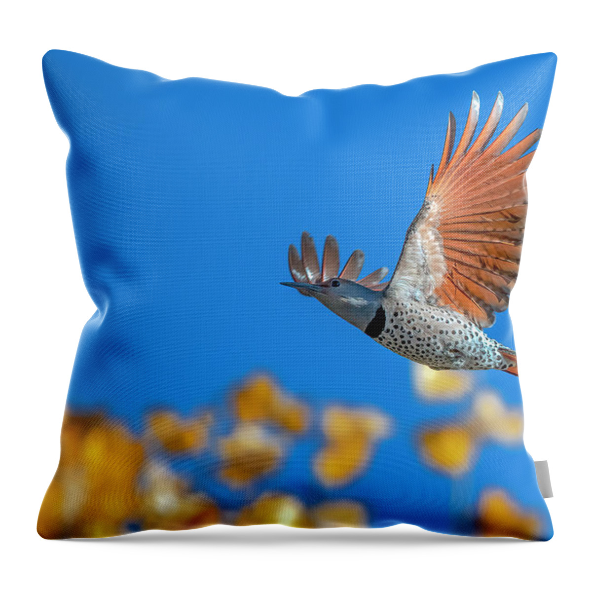 Flying Throw Pillow featuring the photograph Northern Flicker by Rick Mosher
