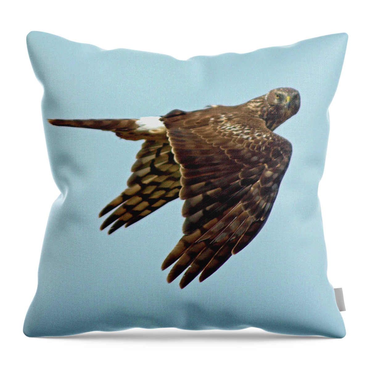Animal Throw Pillow featuring the photograph Northern Harrier, Looking at You by DADPhotography