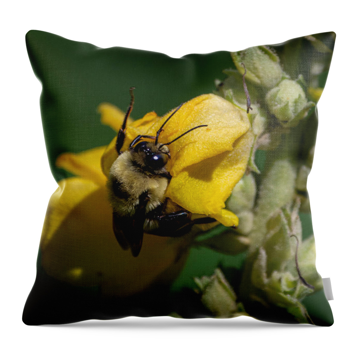 Bumblebee Throw Pillow featuring the photograph Not taking the Littles for Granted by Linda Bonaccorsi