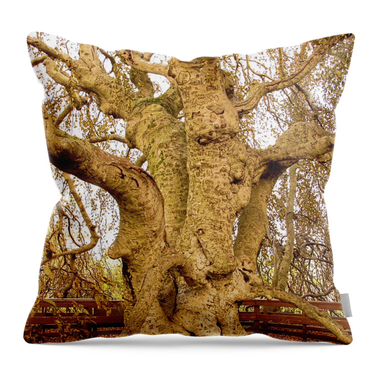 Old Tree Wood Fence Autumn Throw Pillow featuring the photograph Old Tree by John Linnemeyer