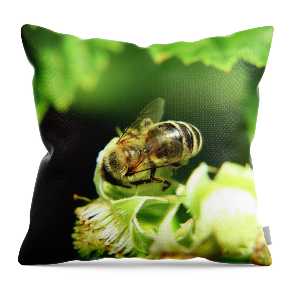 Western Honey Bee Throw Pillow featuring the photograph One of small european honey bee sitting on raspberry bloom on garden by Vaclav Sonnek