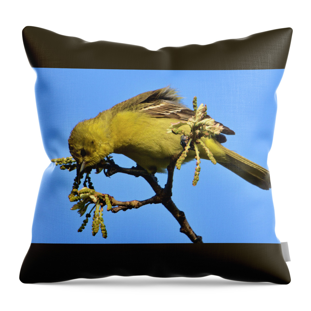 Bird Throw Pillow featuring the photograph Orchard Oriole at Patrick Marsh by Chris Pappathopoulos