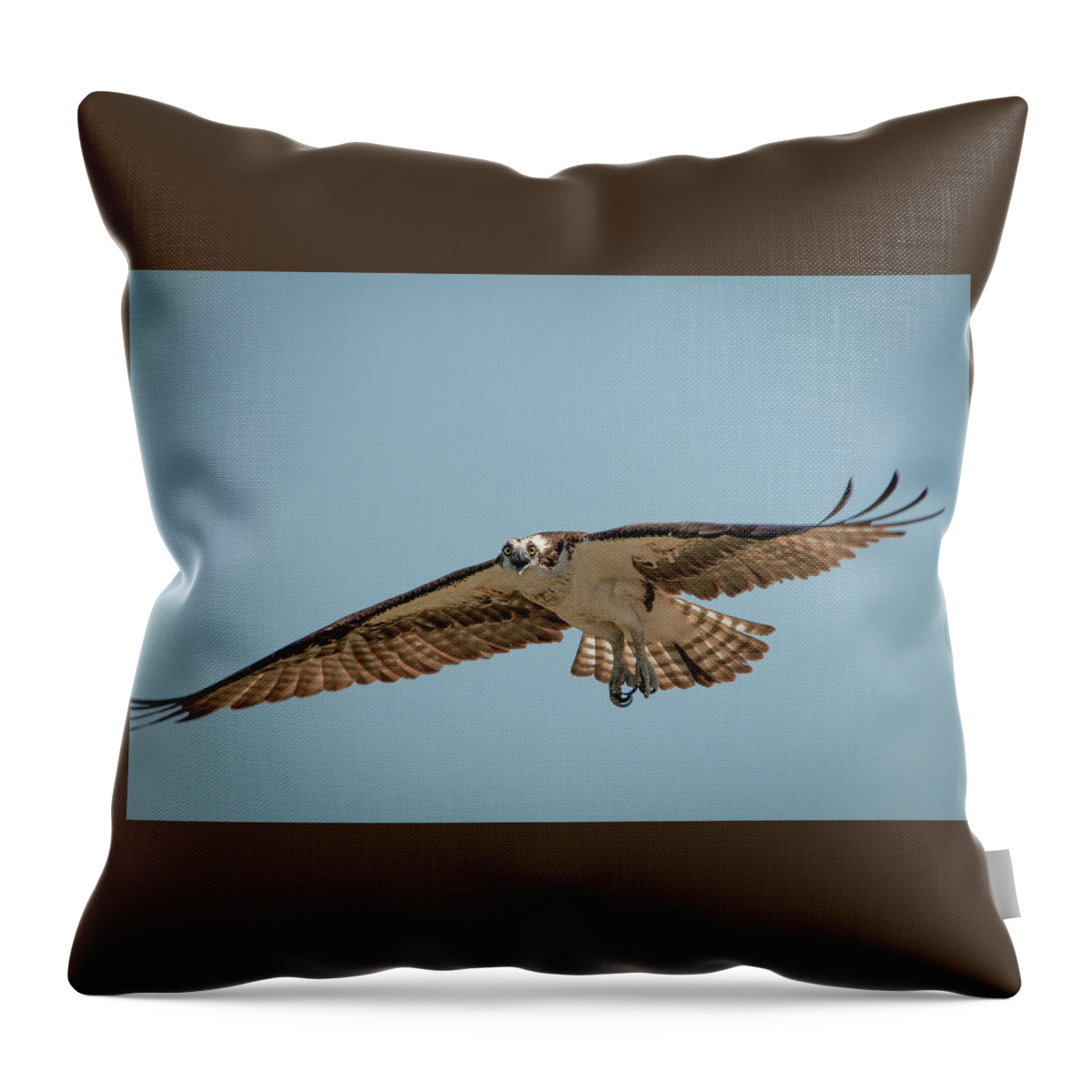 Wild Throw Pillow featuring the photograph Osprey in Flight by Kristia Adams
