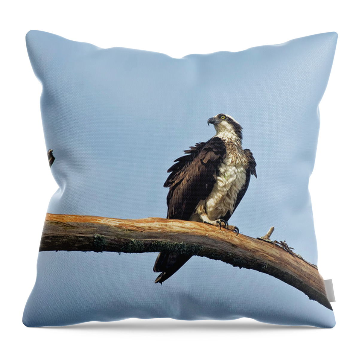 Osprey Throw Pillow featuring the photograph Osprey Perched Above White Oak River in the Croatan by Bob Decker