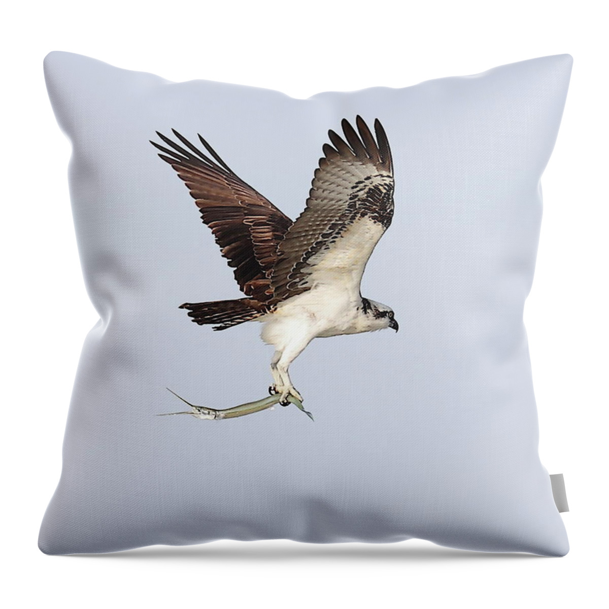 Osprey Throw Pillow featuring the photograph Osprey with a Needle Fish 3 by Mingming Jiang