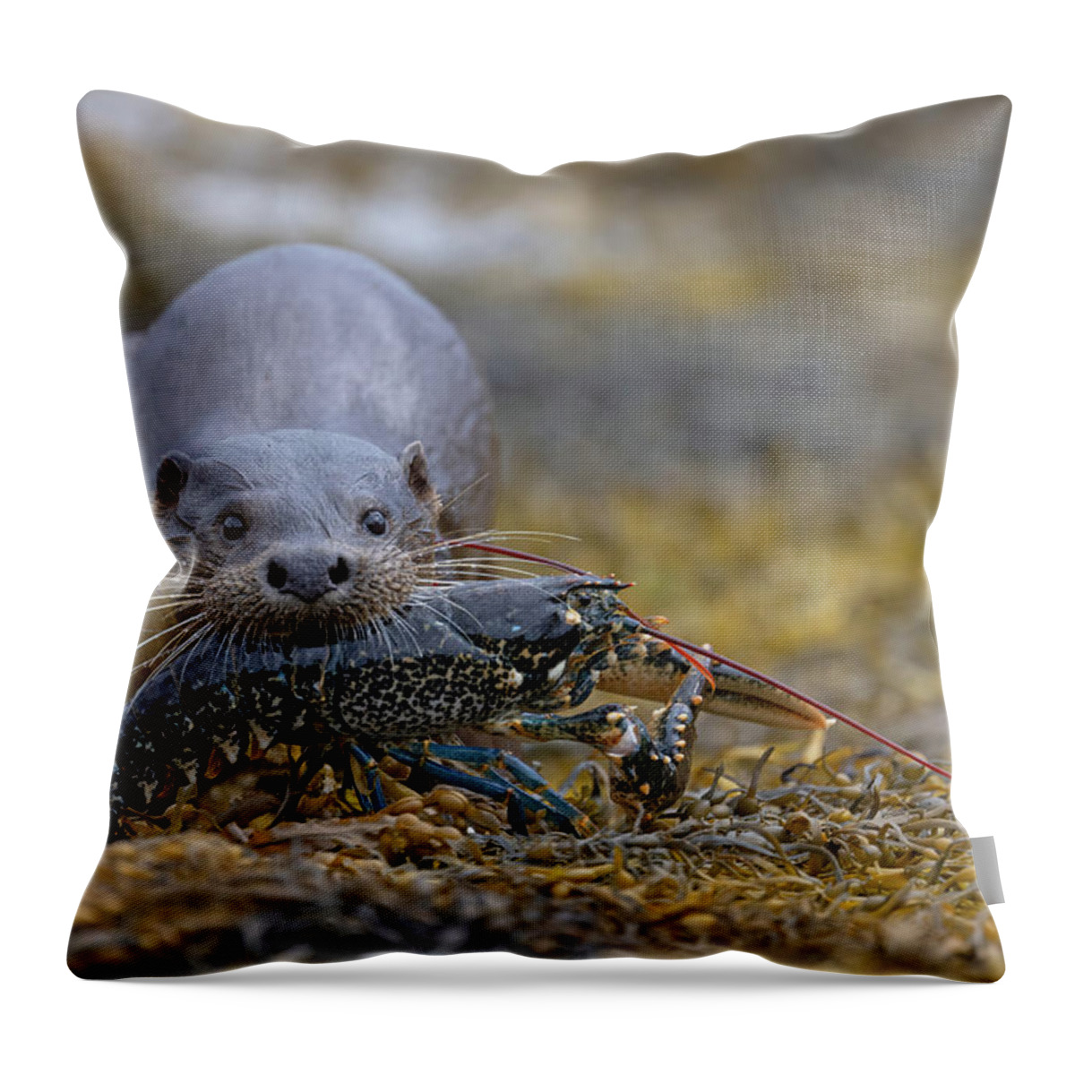 Eurasian Throw Pillow featuring the photograph Otter Bringing Ashore A Lobster by Pete Walkden
